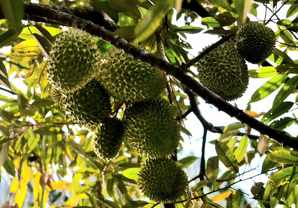 durian farm malaysia