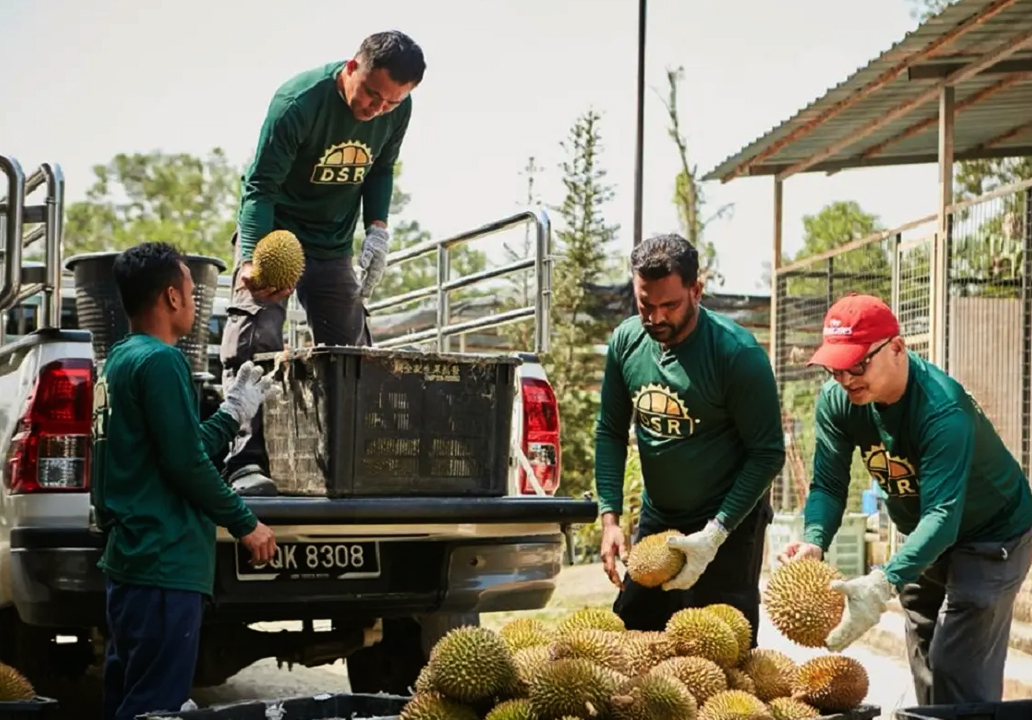 durian harvest transport workers malaysia