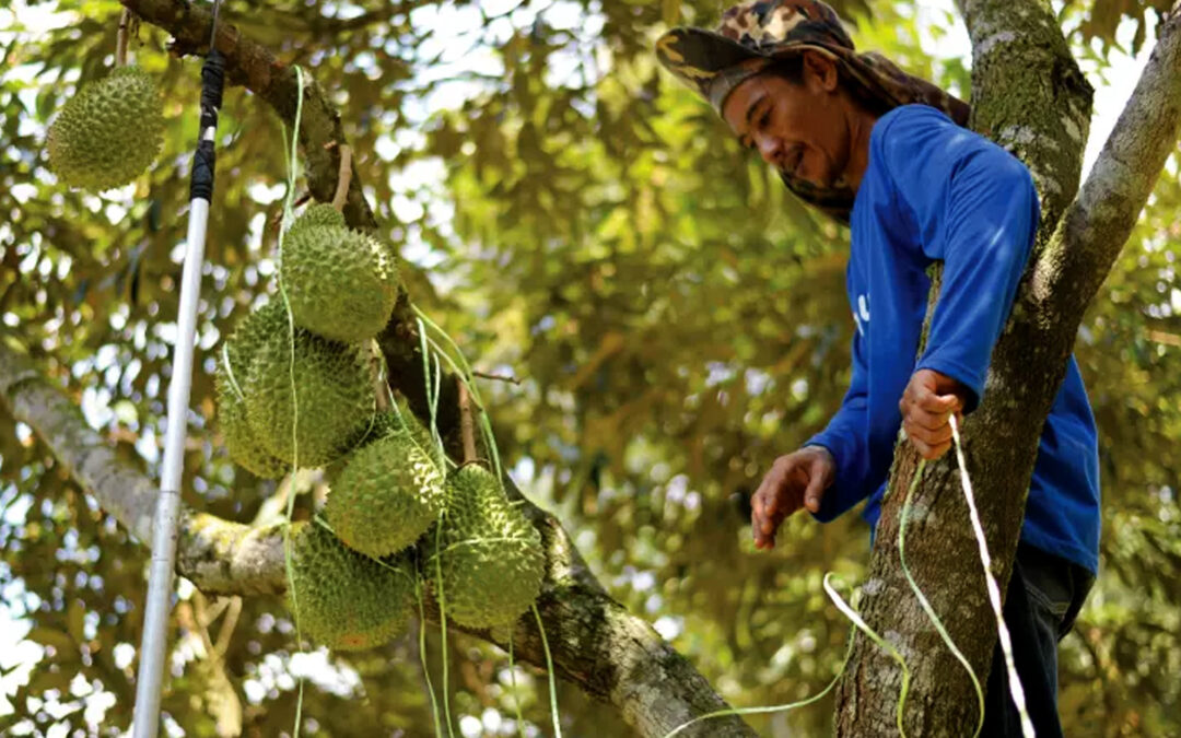 Why Malaysian Durian Farmers Are Ditching Diesel for Electric Cargo Vehicles