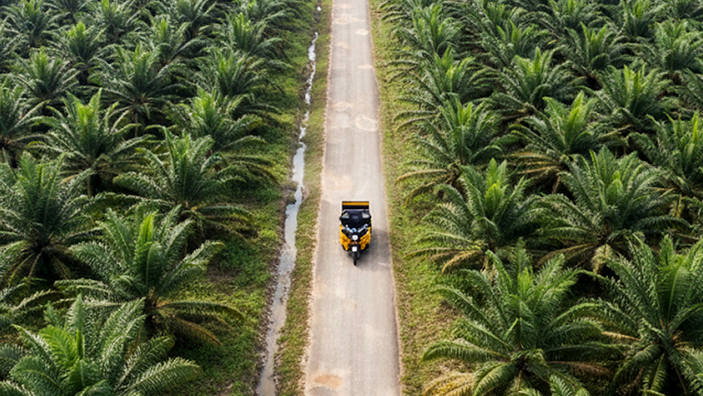 Why Malaysian Palm Oil Farms Are Switching to Electric FFB Transporters