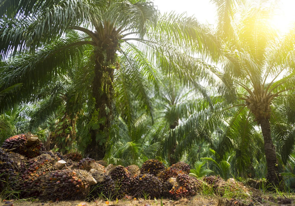Fresh oil palm fruit bunches (FFB) on a Malaysian plantation, harvested and ready for transport by electric FFB transporter
