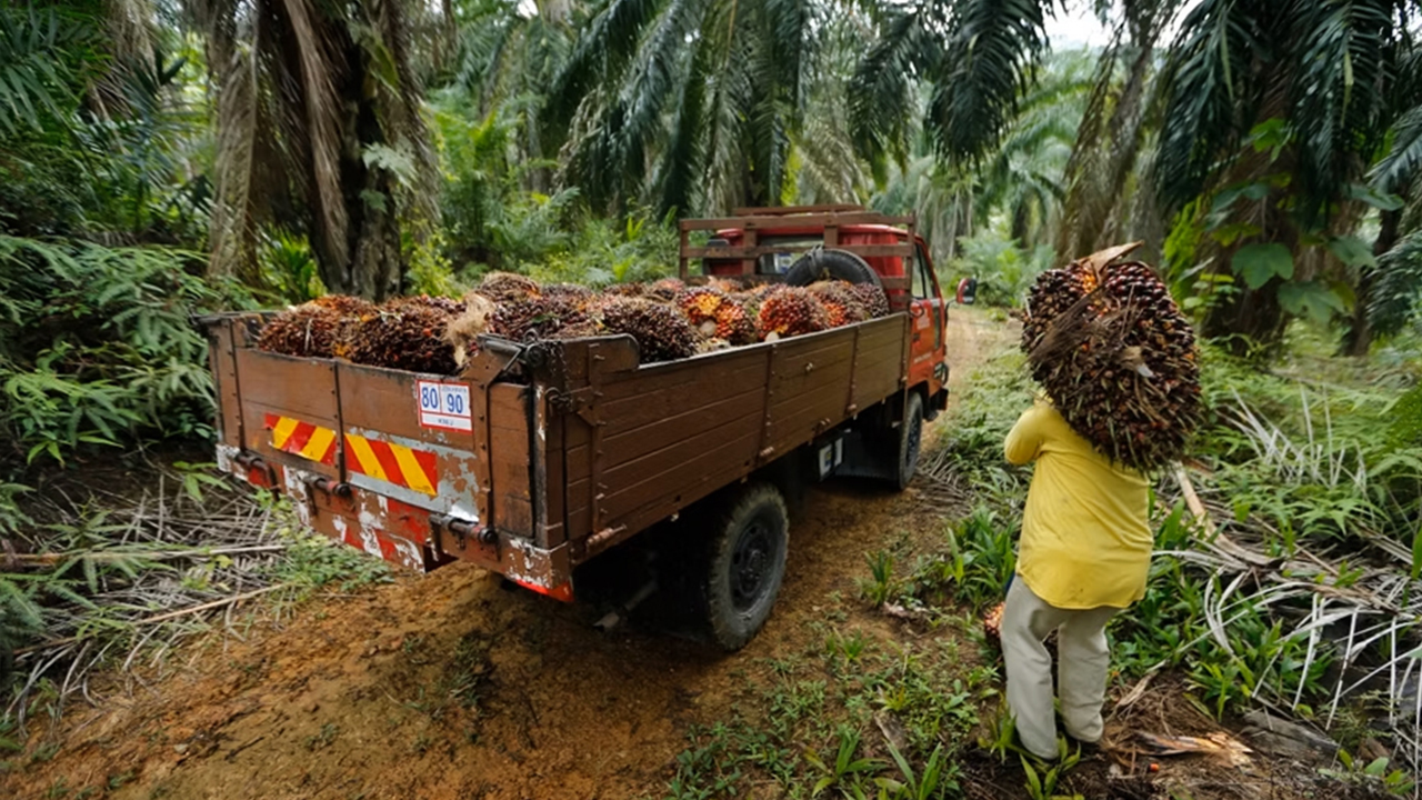 FFB harvest worker on a plantation truck malaysia estate. Manual hauling eliminated by MOVE EVO from RM11,600.